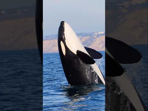 Wild Orca does a backwards breach near Torrey Pines in San Diego! #shorts #orca