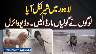 Lion In Lahore Streets | Lahore Mein Sher Nikal Aya - Logon Ne Goliyan Mar Dali - Video Viral