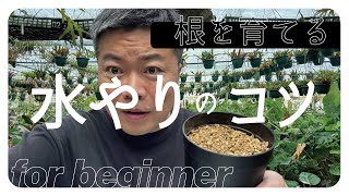 観葉植物初心者の方に伝えたい！こんな水やりの方法もあるよ⁉️を解説