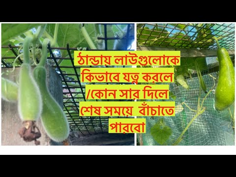 ঠান্ডায় লাউগুলোকে কিভাবে যত্ন করলে /কোন সার দিলে শেষ সময়ে  বাঁচাতে পারবো