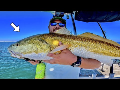 Chasing Huge Bull Redfish Right off the Beaches in the Gulf of Mexico!