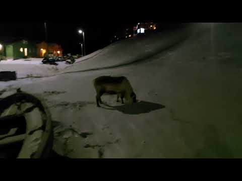 Just a casual walk thru Longyearbyen, Svalbard 😁