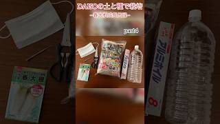 DAISOの春大根成長日記part4#家庭菜園初心者 #大根栽培 #daiso購入品