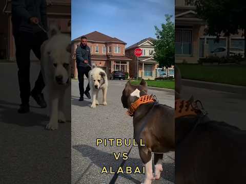 Pitbull vs Alabai: Power Showdown! #viral #shortvideo