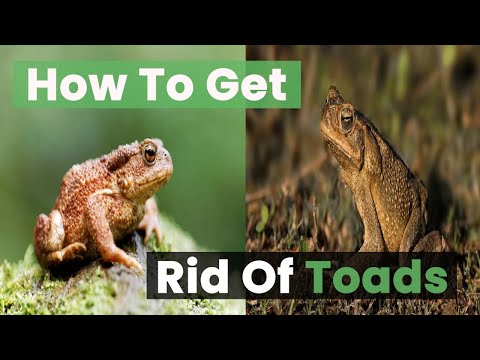 Toad Invasion Alert: 3 Ways to Get Rid of Toads in Your Yard