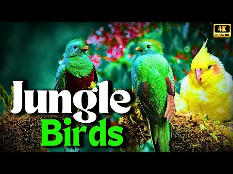 Jungle Birds | Tropical Birds in the Forest | Creative Nature Relaxation Sounds of Forest in 4k