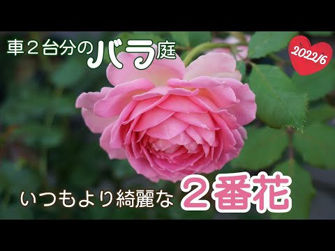 【2番花】猛暑のなかのバラ🌹【車２台分のバラ庭】