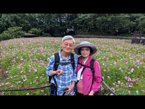 2024.05.22 (下午)  松山社大台北自然步道尋訪週三班113春 - 13  貓空樟樹樟湖步道