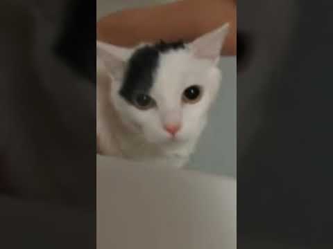 お風呂するのが嫌な猫ちゃんの声 목욕하기 싫은 고양이 ㅋㅋ