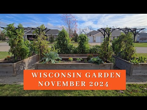 Wisconsin garden growing strong in November!