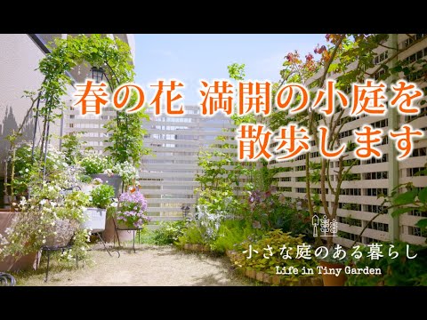 ガーデニング Vlog｜春の花満開の小庭を散歩します｜ 〜小さな庭のある暮らし 161〜Gardening ｜ Life in a tiny garden