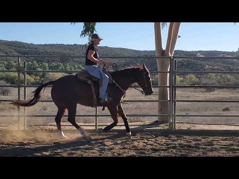 Horse Video   TR 4