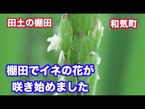 棚田百選「田土の棚田」でイネの花が咲き始めました。岡山県和気町（映像ジャーナリスト　宮﨑　賢）