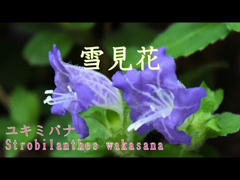 山野草・秋編＃101　ユキミバナ（雪見花）