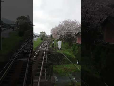 蔵宿駅の桜