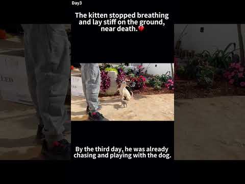 The kitten lay stiff and not breathing, near death, until a passerby found him and performed CPR.❤️