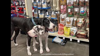 Florida Great Dane & Puppy Enjoy Their 1st Bone Buffet At Pet Store