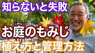 【〇〇しちゃ絶対ダメ】秋の代表格もみじ！植え方とお庭での楽しみ方をプロが解説！【庭木】【ガーデンデザイン】