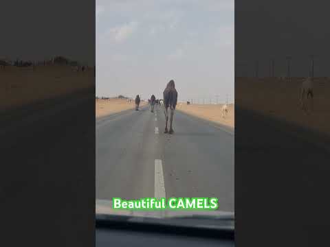 Camels Safety #animals #safety #ksa #beautiful #Camels #saudivision2030 #saudiarabia #we #love #you