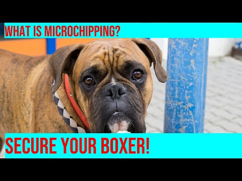 Microchipping Your Boxer: The Smart, Safe Choice