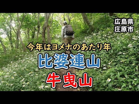 いっぱい咲いとる！ヨメナロードを歩く登山【比婆山・牛曳山】