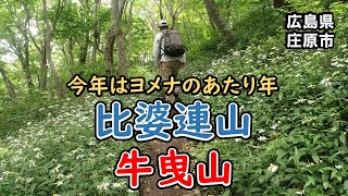 いっぱい咲いとる！ヨメナロードを歩く登山【比婆山・牛曳山】