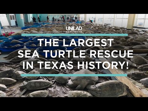 The Largest Sea Turtle Rescue In Texas History