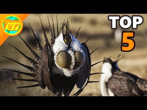 Top 5 WEIRDEST Birds in the World