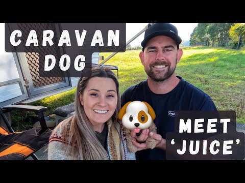 We got a CARAVAN DOG! - NSW Coast