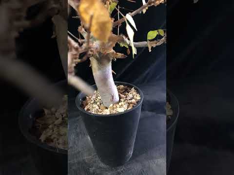 1円～ コミフォラ ホルトジアナ 発根管理中 珍樹 希少 Commiphora Holtziana ベアルート 1円オク 2/25輸入 塊根植物 最落無し コーデック