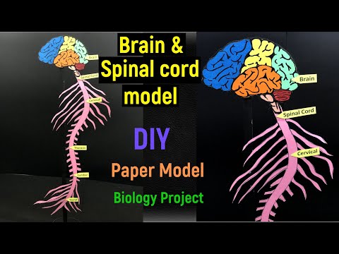 brain and spinal cord model - brain and spinal cord anatomy - brain and spinal cord drawing -biology