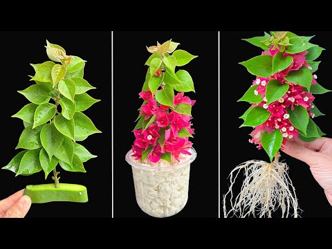 Magic water helps paper flowers bloom 1000 flowers on just one branch