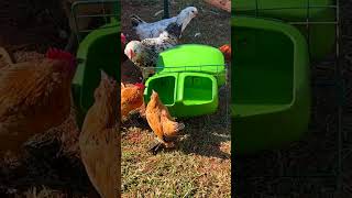 7 Reasons this is my Favorite Backyard Chicken Feeder | #chicken  #backyardchickens  #chickenfeeder