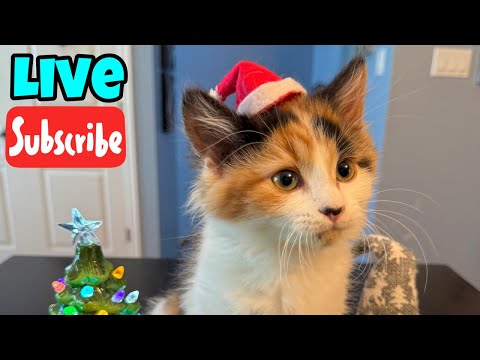 Tuesday Fluff - Live Stream