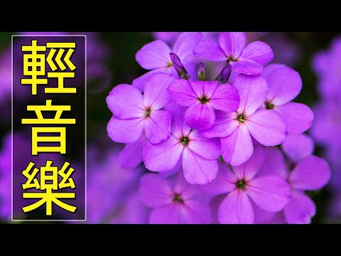 【薩克斯風 睡眠】🎷30首 薩克斯風 輕音樂 放鬆解壓 🌺 夜晚最適合聽的 轻音乐 放松🎵 累了煩了就聽聽 醉人醉心！ 無廣告音樂  Relaxing Chinese Saxaphone Music