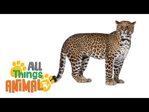 * LEOPARD * | Animals For Kids | All Things Animal TV