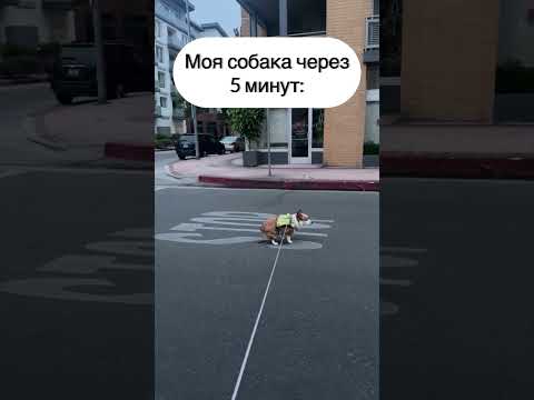 СМЕШНЫЕ ЖИВОТНЫЕ | ОБЪЯСНЯЮ СОБАКЕ, ЧТО НУЖНО 💩 В КУСТАХ #funnyvideo #humor #funny #pet #dog