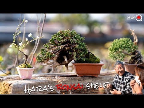 A treasure trove of bean bonsai! Hara's bonsai shelf [Bonsai Q]