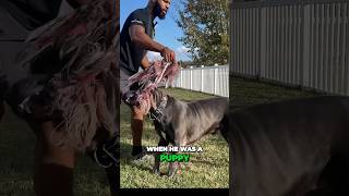 Build Cane Corso Confidence Through Tug! 🐾❤️