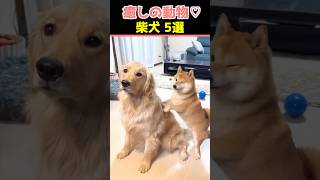 【癒しの柴犬】SNSでバズった動物かわいい犬動画５選！【Healing Shiba Inu】5 Cute Dog Videos That Went Viral on Social Media!