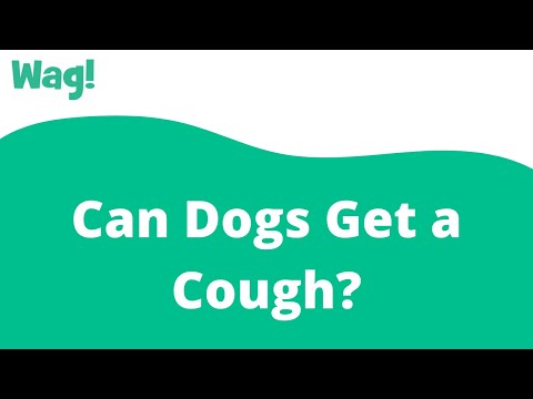 Can Dogs Get a Cough? | Wag!