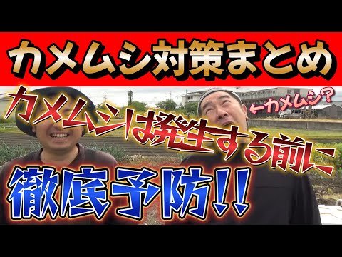 【カメムシ対策】発生後も発生前もカメムシの撃退方法をまとめて話していきます。【家庭菜園】【害虫対策】【農業初心者】