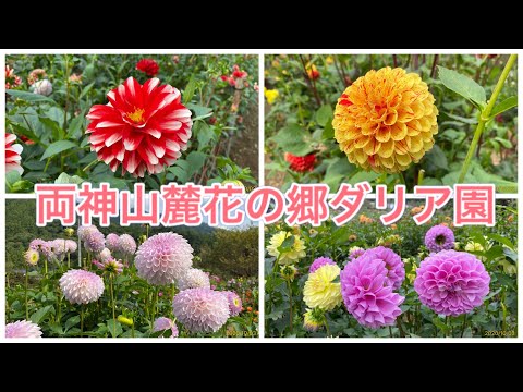 埼玉県小鹿野町 両神山麓花の郷ダリア園 2020/10/03