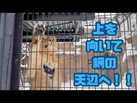 雪がすっかり当たり前！新たな遊び方を発見！？【旭山動物園ライオン】