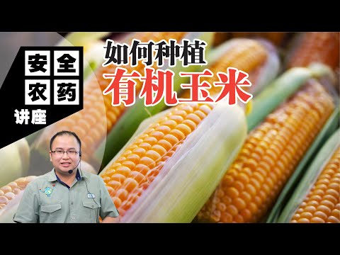 【Baba安全农药讲座】如何种植有机玉米？玉米种植的7大攻略，全过程从平地到丰收，棚内和户外种植都管用的 | 有机玉米种植方法