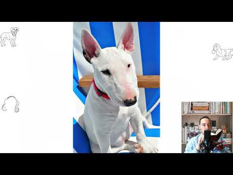 Bull Terrier