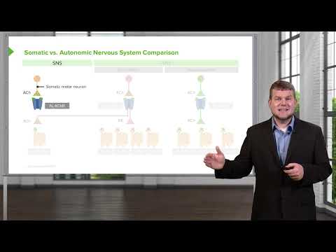 Structure of the Autonomic Nervous System ANS