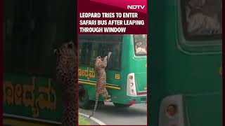 Karnataka | Leopard Tries To Enter Safari Bus After Leaping Through Window