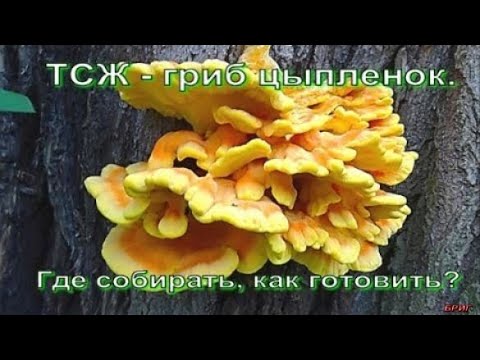 ТСЖ - гриб цыпленок. Где собирать, как готовить?