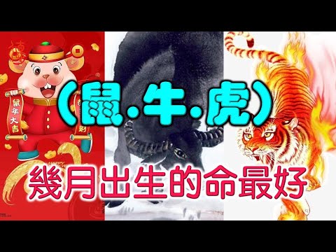 （鼠.牛.虎）幾月出生的命最好